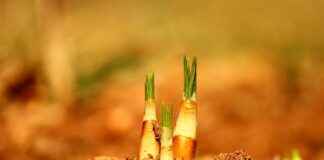 KONYA CIMENTO Hisse Bilgileri, Teknik ve Temel Analizi KONYA CIMENTO Hisse Bilgileri, Teknik ve Temel Analizi