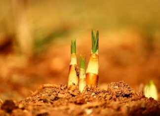 KONYA CIMENTO Hisse Bilgileri, Teknik ve Temel Analizi KONYA CIMENTO Hisse Bilgileri, Teknik ve Temel Analizi