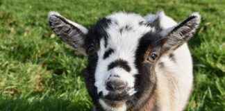 KOPOL KOZA POLYESTER Hisse Bilgileri, Teknik ve Temel Analizi KOPOL KOZA POLYESTER Hisse Bilgileri, Teknik ve Temel Analizi