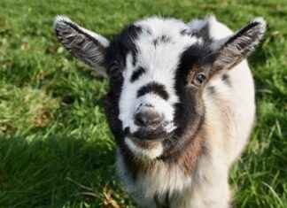 KOPOL KOZA POLYESTER Hisse Bilgileri, Teknik ve Temel Analizi KOPOL KOZA POLYESTER Hisse Bilgileri, Teknik ve Temel Analizi