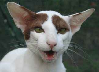 KRSTL KRISTAL KOLA Hisse Bilgileri, Teknik ve Temel Analizi KRSTL KRISTAL KOLA Hisse Bilgileri, Teknik ve Temel Analizi