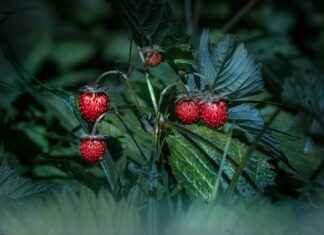 KUVVA GIDA Hisse Bilgileri, Teknik ve Temel Analizi KUVVA GIDA Hisse Bilgileri, Teknik ve Temel Analizi