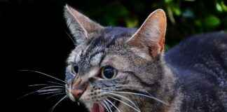 KZGYO KUZUGRUP GMYO Hisse Bilgileri, Teknik ve Temel Analizi KZGYO KUZUGRUP GMYO Hisse Bilgileri, Teknik ve Temel Analizi