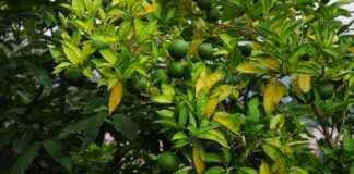 LYDYE LYDIA YEŞİL ENERJİ Hisse Bilgileri, Teknik ve Temel Analizi LYDYE LYDIA YEŞİL ENERJİ Hisse Bilgileri, Teknik ve Temel Analizi