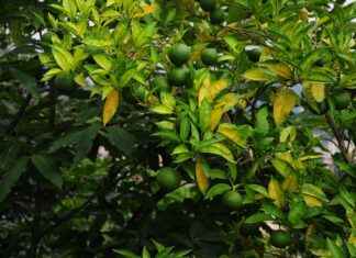 LYDYE LYDIA YEŞİL ENERJİ Hisse Bilgileri, Teknik ve Temel Analizi LYDYE LYDIA YEŞİL ENERJİ Hisse Bilgileri, Teknik ve Temel Analizi