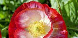 MACKO MACKOLIK INTERNET HIZMETLERI Hisse Bilgileri, Teknik ve Temel Analizi MACKO MACKOLIK INTERNET HIZMETLERI Hisse Bilgileri, Teknik ve Temel Analizi