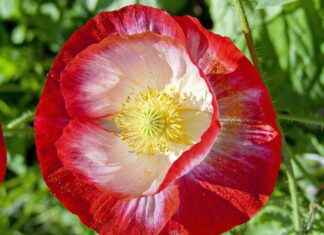 MACKO MACKOLIK INTERNET HIZMETLERI Hisse Bilgileri, Teknik ve Temel Analizi MACKO MACKOLIK INTERNET HIZMETLERI Hisse Bilgileri, Teknik ve Temel Analizi