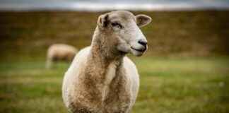 MAKIM MAKIM MAKINE Hisse Bilgileri, Teknik ve Temel Analizi MAKIM MAKIM MAKINE Hisse Bilgileri, Teknik ve Temel Analizi