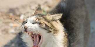 MANAS ENERJİ YÖNETİMİ Hisse Bilgileri, Teknik ve Temel Analizi MANAS ENERJİ YÖNETİMİ Hisse Bilgileri, Teknik ve Temel Analizi