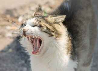 MANAS ENERJİ YÖNETİMİ Hisse Bilgileri, Teknik ve Temel Analizi MANAS ENERJİ YÖNETİMİ Hisse Bilgileri, Teknik ve Temel Analizi