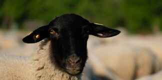 MERCN MERCAN KİMYA Hisse Bilgileri, Teknik ve Temel Analizi MERCN MERCAN KİMYA Hisse Bilgileri, Teknik ve Temel Analizi