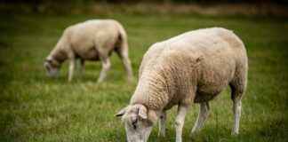 MHRGY MHR GMYO Hisse Bilgileri, Teknik ve Temel Analizi MHRGY MHR GMYO Hisse Bilgileri, Teknik ve Temel Analizi