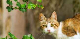 MNDTR MONDI TURKEY Hisse Bilgileri, Teknik ve Temel Analizi MNDTR MONDI TURKEY Hisse Bilgileri, Teknik ve Temel Analizi