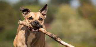 MPARK MLP SAGLIK Hisse Bilgileri, Teknik ve Temel Analizi MPARK MLP SAGLIK Hisse Bilgileri, Teknik ve Temel Analizi