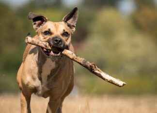 MPARK MLP SAGLIK Hisse Bilgileri, Teknik ve Temel Analizi MPARK MLP SAGLIK Hisse Bilgileri, Teknik ve Temel Analizi