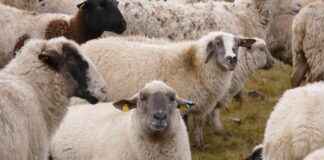 MSGYO MISTRAL GMYO Hisse Bilgileri, Teknik ve Temel Analizi MSGYO MISTRAL GMYO Hisse Bilgileri, Teknik ve Temel Analizi