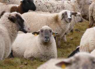 MSGYO MISTRAL GMYO Hisse Bilgileri, Teknik ve Temel Analizi MSGYO MISTRAL GMYO Hisse Bilgileri, Teknik ve Temel Analizi