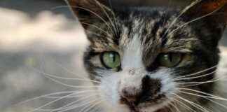 OBAMS OBA MAKARNACILIK Hisse Bilgileri, Teknik ve Temel Analizi OBAMS OBA MAKARNACILIK Hisse Bilgileri, Teknik ve Temel Analizi