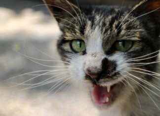 OBAMS OBA MAKARNACILIK Hisse Bilgileri, Teknik ve Temel Analizi OBAMS OBA MAKARNACILIK Hisse Bilgileri, Teknik ve Temel Analizi