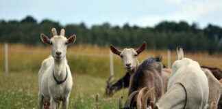 OTOKAR Hisse Bilgileri, Teknik ve Temel Analizi OTOKAR Hisse Bilgileri, Teknik ve Temel Analizi