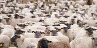 PAPIL PAPILON SAVUNMA Hisse Bilgileri, Teknik ve Temel Analizi PAPIL PAPILON SAVUNMA Hisse Bilgileri, Teknik ve Temel Analizi