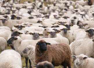 PAPIL PAPILON SAVUNMA Hisse Bilgileri, Teknik ve Temel Analizi PAPIL PAPILON SAVUNMA Hisse Bilgileri, Teknik ve Temel Analizi