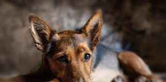 PETUN PINAR ET VE UN Hisse Bilgileri, Teknik ve Temel Analizi PETUN PINAR ET VE UN Hisse Bilgileri, Teknik ve Temel Analizi