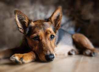 PETUN PINAR ET VE UN Hisse Bilgileri, Teknik ve Temel Analizi PETUN PINAR ET VE UN Hisse Bilgileri, Teknik ve Temel Analizi