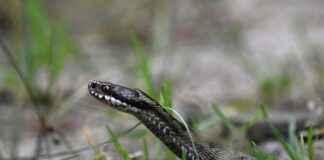 PNLSN PANELSAN CATI CEPHE Hisse Bilgileri, Teknik ve Temel Analizi PNLSN PANELSAN CATI CEPHE Hisse Bilgileri, Teknik ve Temel Analizi