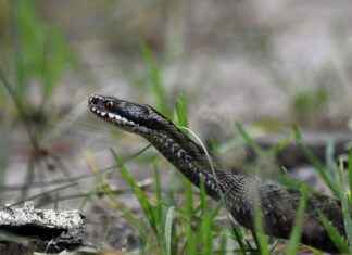 PNLSN PANELSAN CATI CEPHE Hisse Bilgileri, Teknik ve Temel Analizi PNLSN PANELSAN CATI CEPHE Hisse Bilgileri, Teknik ve Temel Analizi