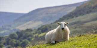 PRZMA PRIZMA PRESS MATBAACILIK Hisse Bilgileri, Teknik ve Temel Analizi PRZMA PRIZMA PRESS MATBAACILIK Hisse Bilgileri, Teknik ve Temel Analizi