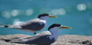 QUAGR QUA GRANITE HAYAL YAPI Hisse Bilgileri, Teknik ve Temel Analizi QUAGR QUA GRANITE HAYAL YAPI Hisse Bilgileri, Teknik ve Temel Analizi