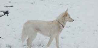 SANKO PAZARLAMA Hisse Bilgileri, Teknik ve Temel Analizi SANKO PAZARLAMA Hisse Bilgileri, Teknik ve Temel Analizi