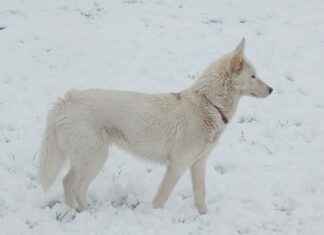 SANKO PAZARLAMA Hisse Bilgileri, Teknik ve Temel Analizi SANKO PAZARLAMA Hisse Bilgileri, Teknik ve Temel Analizi