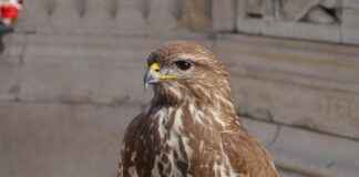 SASA POLYESTER Hisse Bilgileri, Teknik ve Temel Analizi SASA POLYESTER Hisse Bilgileri, Teknik ve Temel Analizi