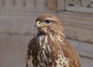 SASA POLYESTER Hisse Bilgileri, Teknik ve Temel Analizi SASA POLYESTER Hisse Bilgileri, Teknik ve Temel Analizi