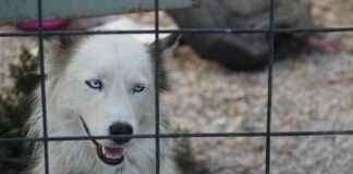 SAYAS SAY YENILENEBILIR ENERJI Hisse Bilgileri, Teknik ve Temel Analizi SAYAS SAY YENILENEBILIR ENERJI Hisse Bilgileri, Teknik ve Temel Analizi