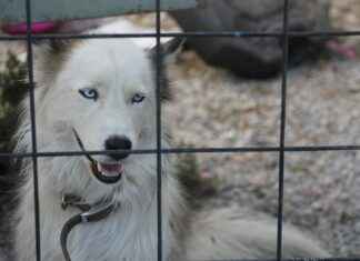 SAYAS SAY YENILENEBILIR ENERJI Hisse Bilgileri, Teknik ve Temel Analizi SAYAS SAY YENILENEBILIR ENERJI Hisse Bilgileri, Teknik ve Temel Analizi