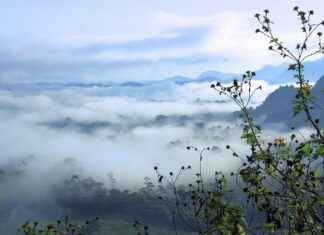 SELVA GIDA Hisse Bilgileri, Teknik ve Temel Analizi SELVA GIDA Hisse Bilgileri, Teknik ve Temel Analizi