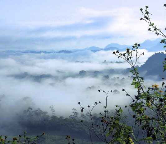 SELVA GIDA Hisse Bilgileri, Teknik ve Temel Analizi SELVA GIDA Hisse Bilgileri, Teknik ve Temel Analizi