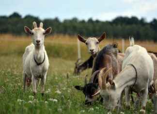 SKYMD SEKER YATIRIM Hisse Bilgileri, Teknik ve Temel Analizi SKYMD SEKER YATIRIM Hisse Bilgileri, Teknik ve Temel Analizi