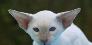 SNICA SANICA ISI SANAYI Hisse Bilgileri, Teknik ve Temel Analizi SNICA SANICA ISI SANAYI Hisse Bilgileri, Teknik ve Temel Analizi