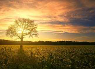 TARKM TARKIM BITKI KORUMA Hisse Bilgileri, Teknik ve Temel Analizi TARKM TARKIM BITKI KORUMA Hisse Bilgileri, Teknik ve Temel Analizi