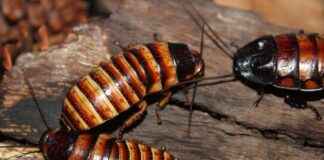 TNZTP TAPDI TINAZTEPE Hisse Bilgileri, Teknik ve Temel Analizi TNZTP TAPDI TINAZTEPE Hisse Bilgileri, Teknik ve Temel Analizi