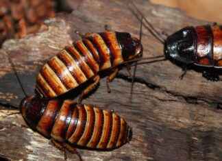 TNZTP TAPDI TINAZTEPE Hisse Bilgileri, Teknik ve Temel Analizi TNZTP TAPDI TINAZTEPE Hisse Bilgileri, Teknik ve Temel Analizi