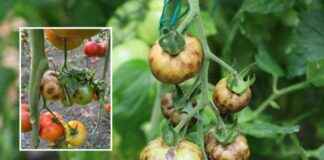 Türkiye Tarımı Tehdit Altında: Virüslü Domates Tohumları Tespit Edildi trkiye-tarm-tehdit-altnda-virsl-domates-tohumlar-tespit-edildi