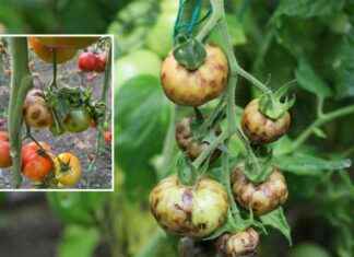 Türkiye Tarımı Tehdit Altında: Virüslü Domates Tohumları Tespit Edildi trkiye-tarm-tehdit-altnda-virsl-domates-tohumlar-tespit-edildi