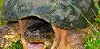 ULUUN ULUSOY UN SANAYİ Hisse Bilgileri, Teknik ve Temel Analizi ULUUN ULUSOY UN SANAYİ Hisse Bilgileri, Teknik ve Temel Analizi