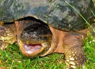 ULUUN ULUSOY UN SANAYİ Hisse Bilgileri, Teknik ve Temel Analizi ULUUN ULUSOY UN SANAYİ Hisse Bilgileri, Teknik ve Temel Analizi