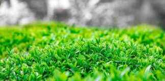 YAPRK YAPRAK SUT VE BESI CIFT. Hisse Bilgileri, Teknik ve Temel Analizi YAPRK YAPRAK SUT VE BESI CIFT. Hisse Bilgileri, Teknik ve Temel Analizi